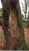 tree bark 0012